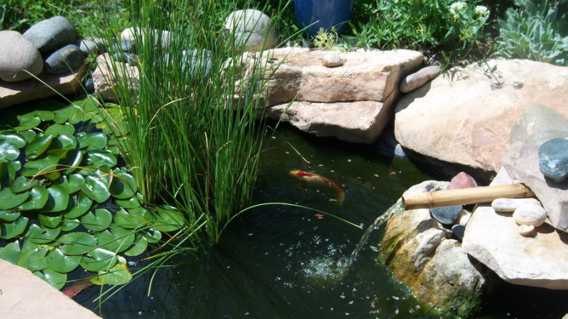 Small Koi Container Pond